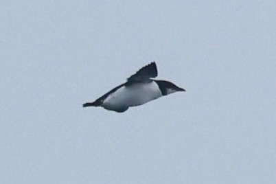 Thick-billed Murre - ML617677585