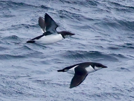 Thick-billed Murre - ML617677586