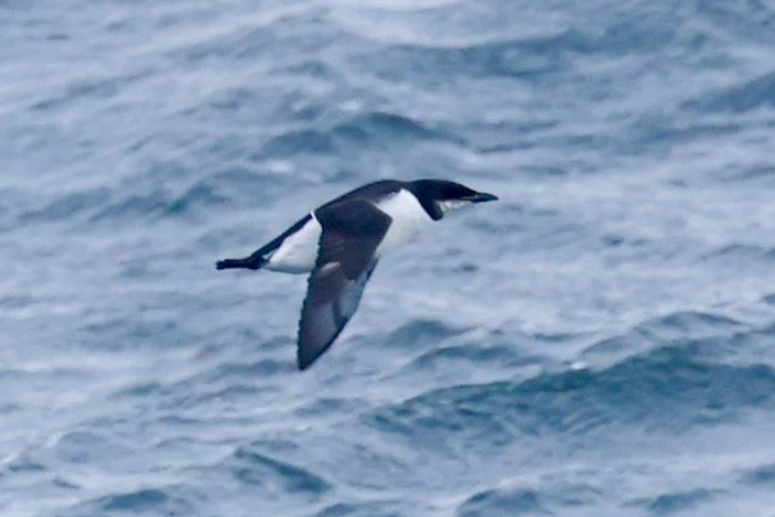 Thick-billed Murre - ML617677587