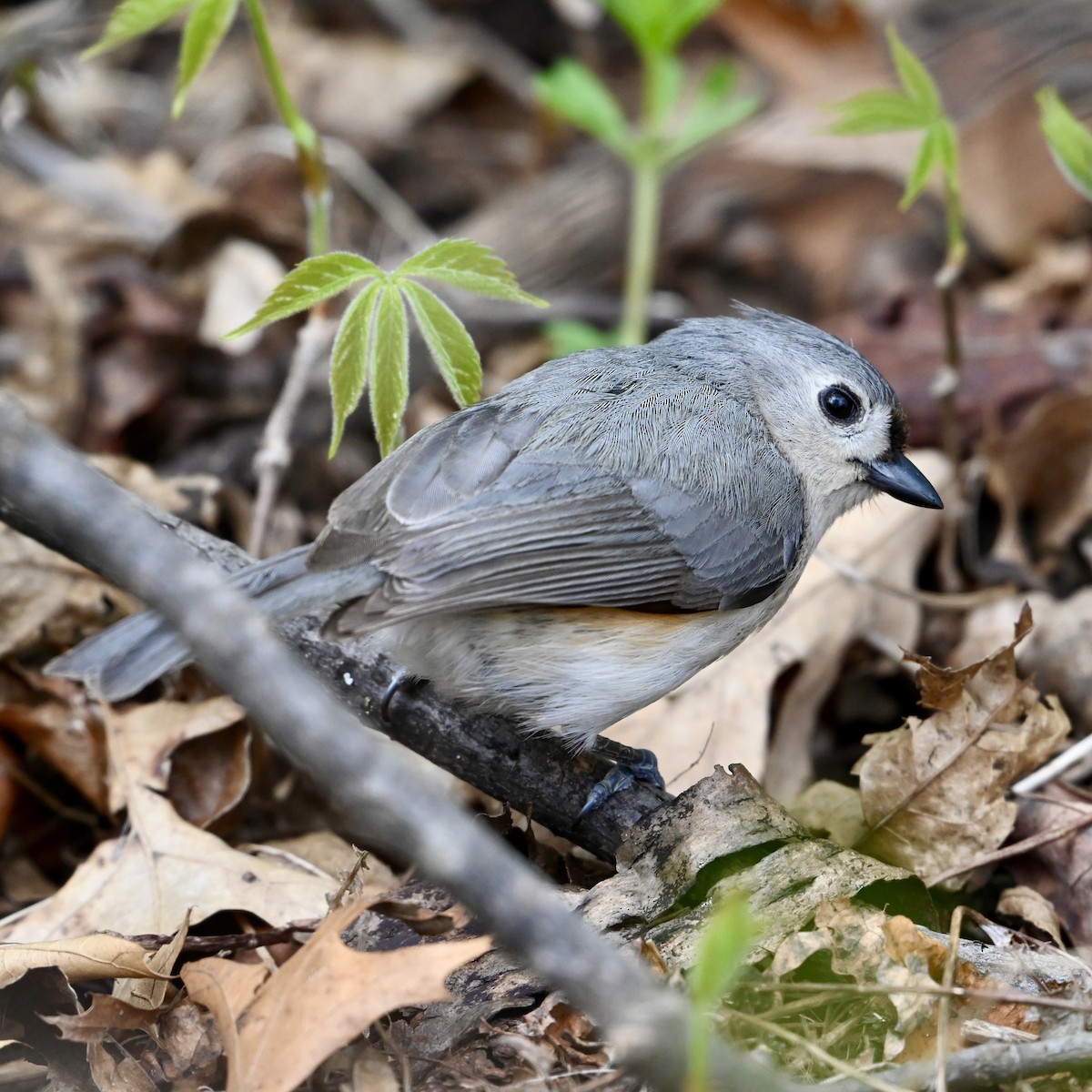Tufted Titmouse - Mike Saccone