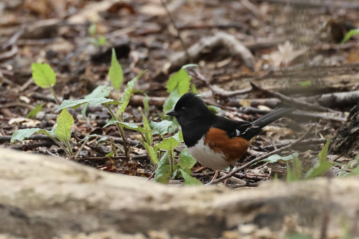 Eastern Towhee - ML617677643