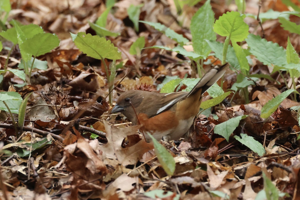 Eastern Towhee - ML617677644