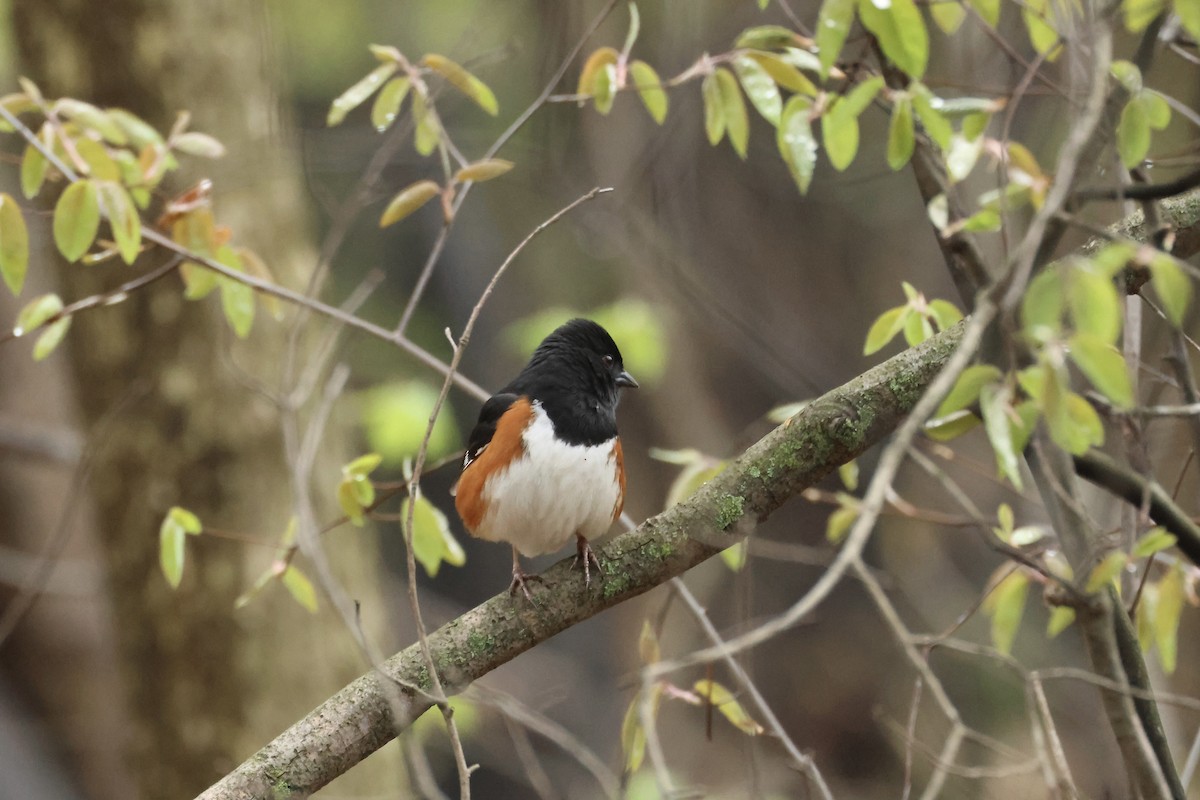 Eastern Towhee - ML617677645