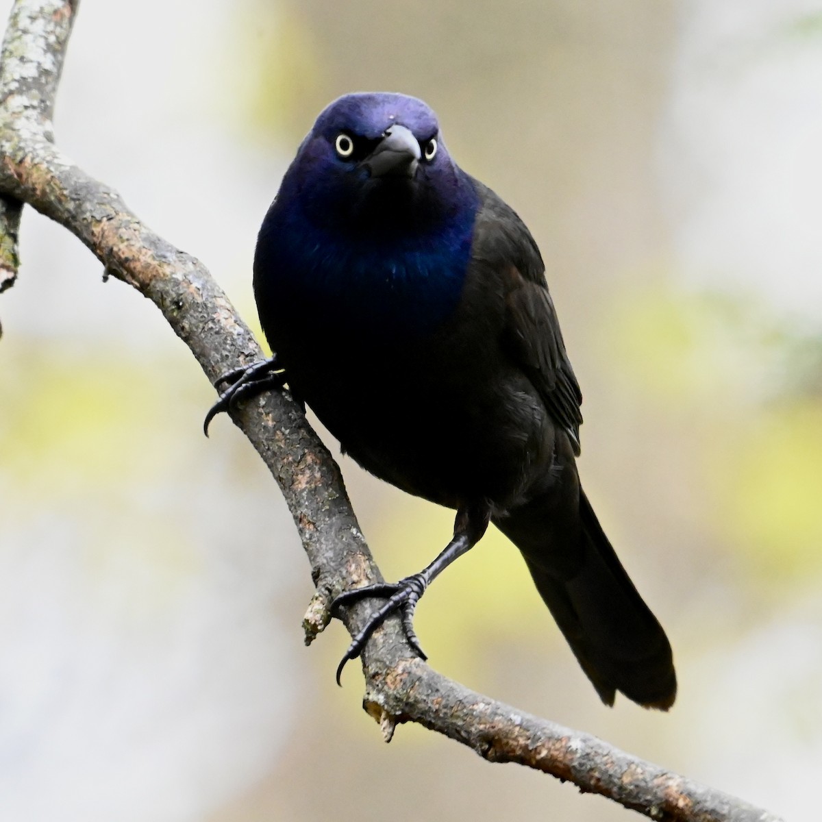 Common Grackle - Mike Saccone