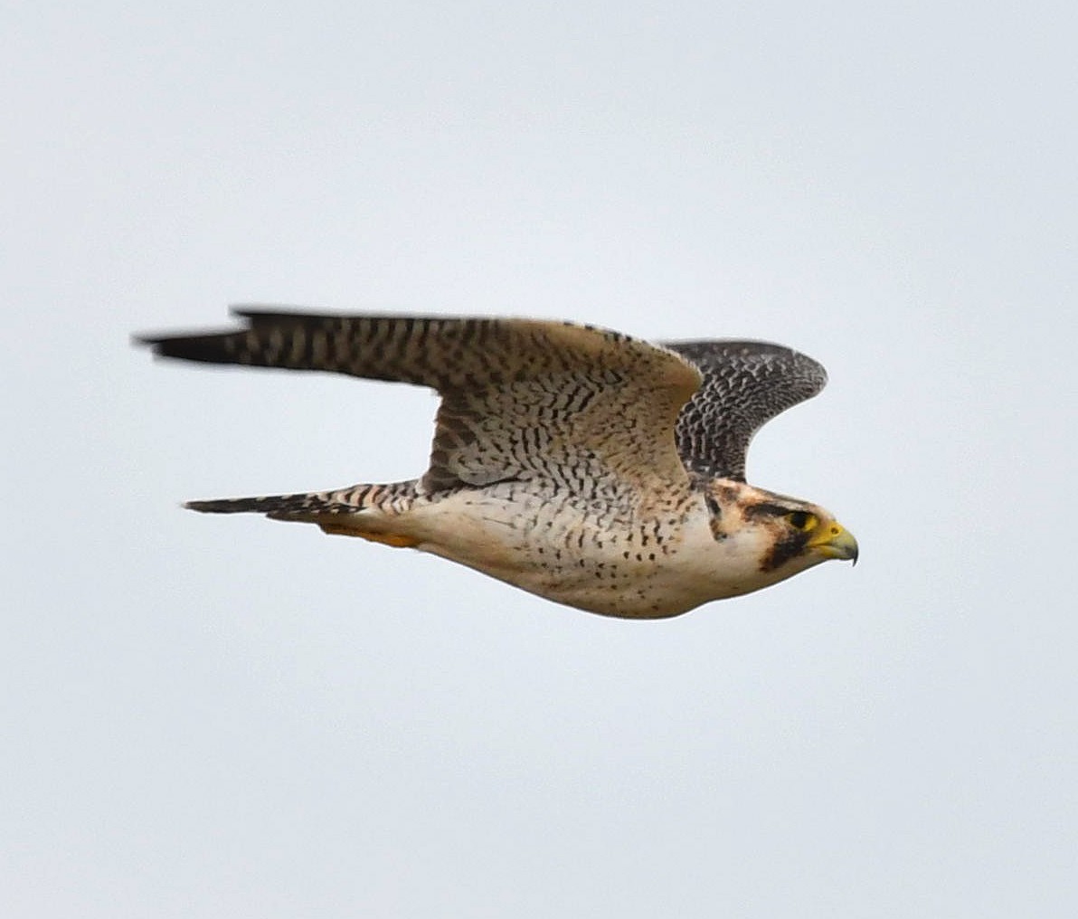 Peregrine Falcon - ML617677679