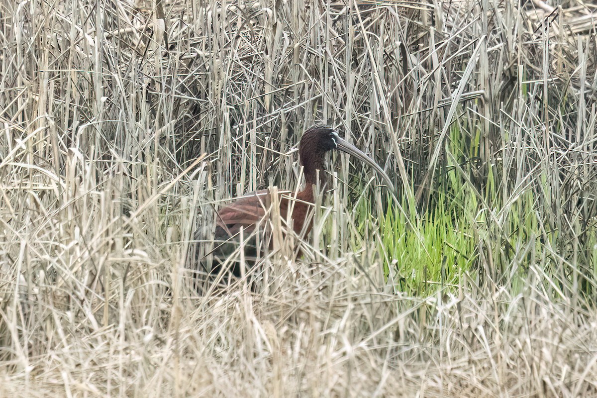 Glossy Ibis - ML617677690