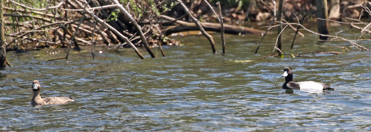 Lesser Scaup - ML617677714