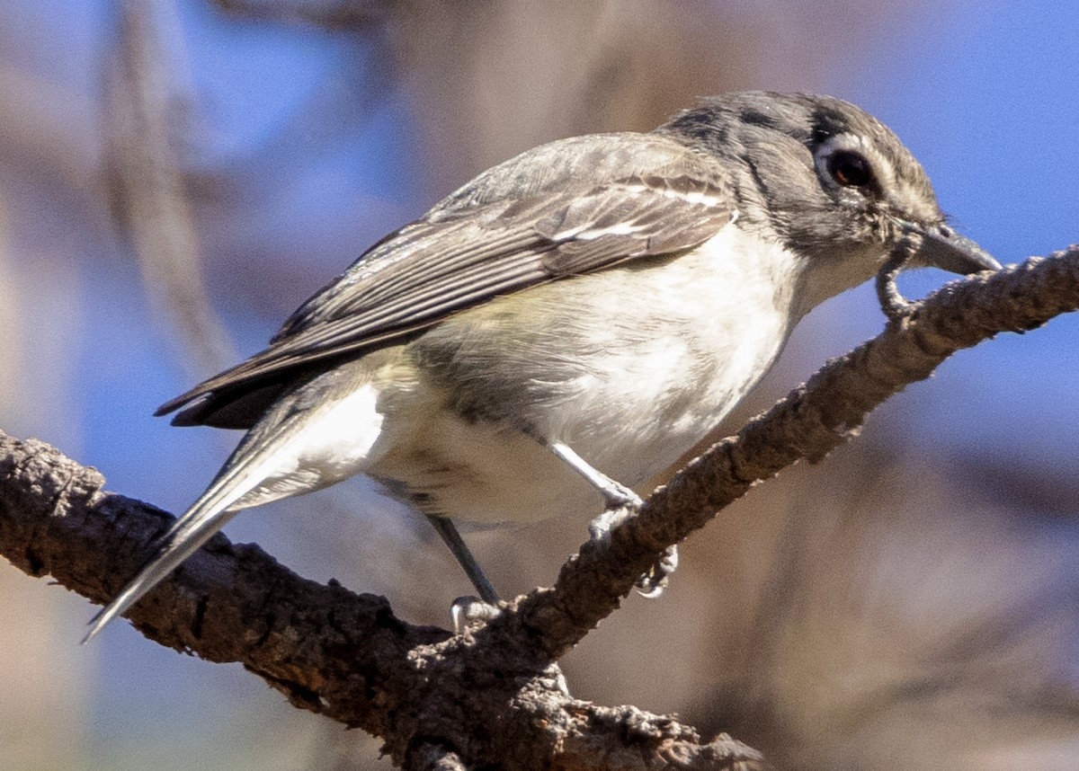 Plumbeous Vireo - ML617677715