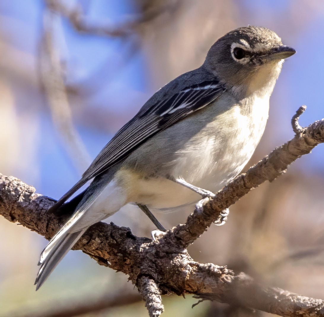 Plumbeous Vireo - ML617677716