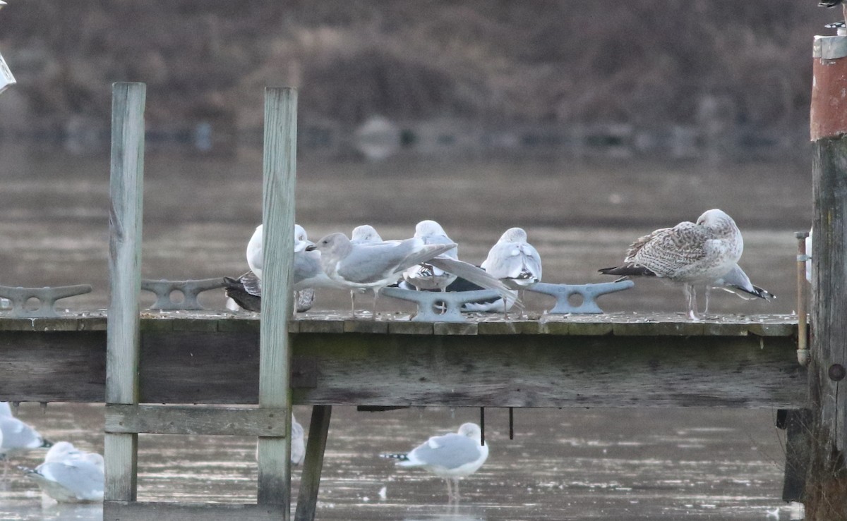 Glaucous-winged Gull - ML617677720