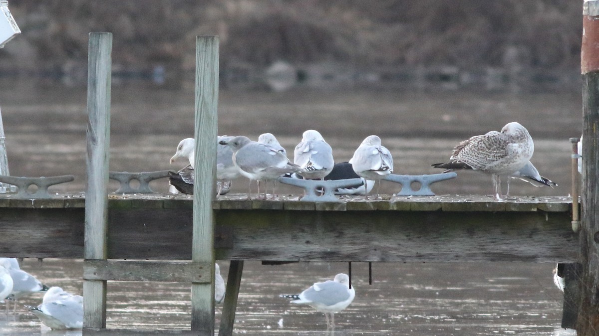 Gaviota de Bering - ML617677721