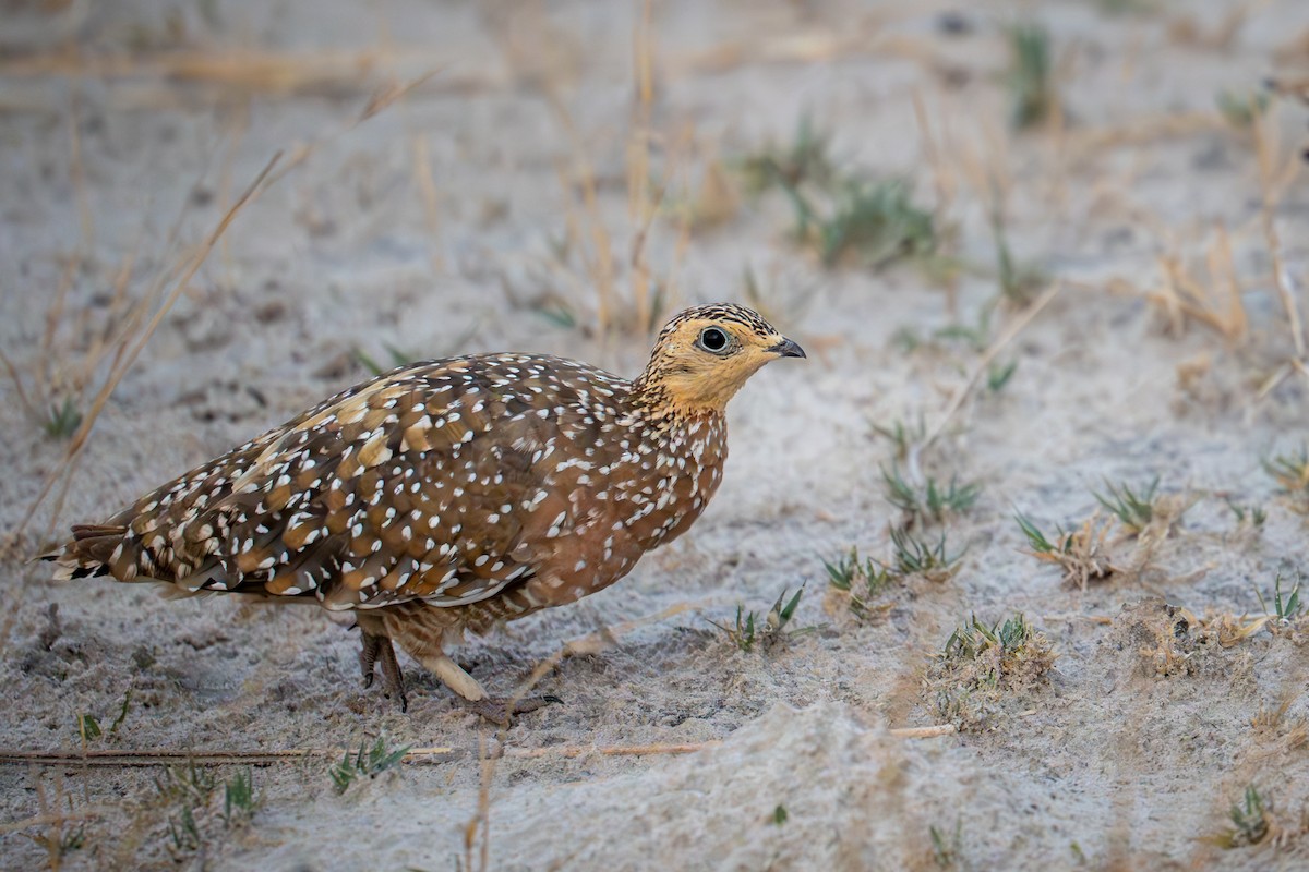 Burchell's Sandgrouse - ML617677747