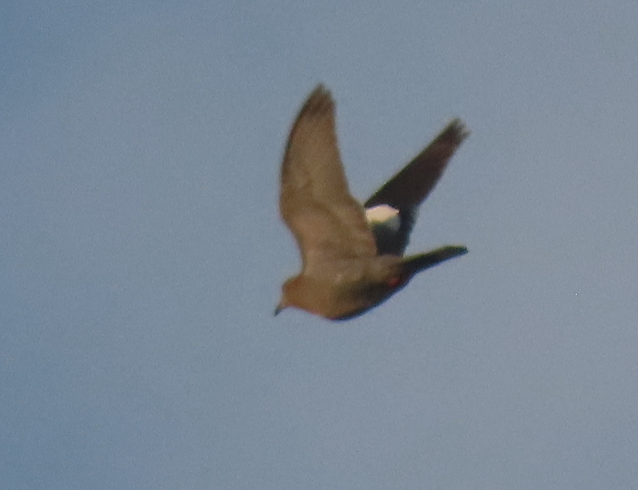 White-winged Dove - Maia Ginsburg