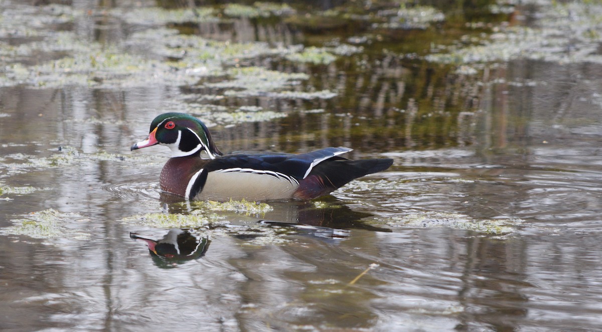 Wood Duck - ML617677792