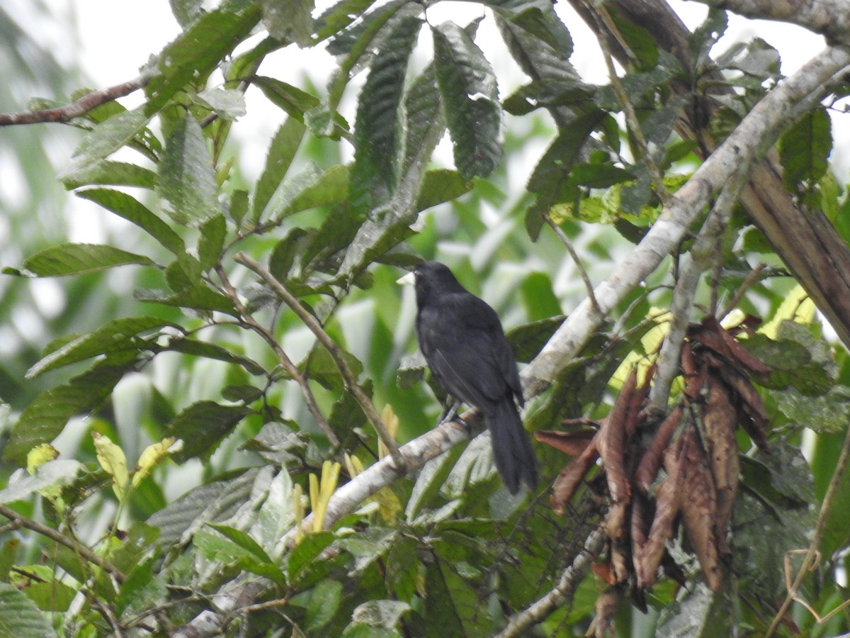 Solitary Black Cacique - Francisco Javier Alonso Acero  (Hotel Malokamazonas)