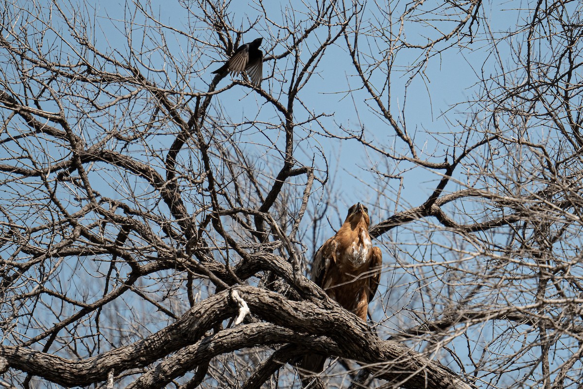 Tawny Eagle - ML617677846