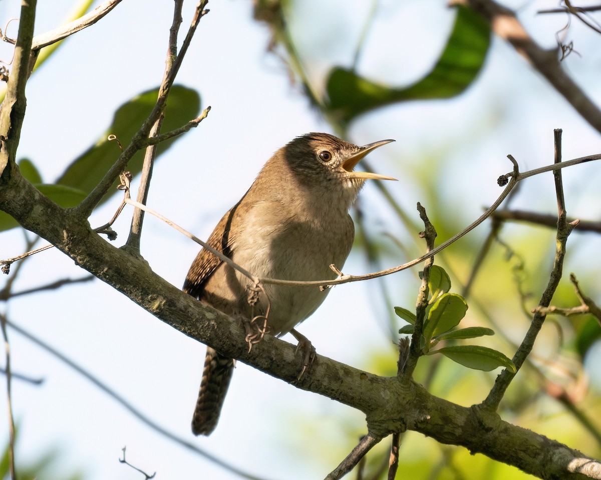 House Wren - ML617677859