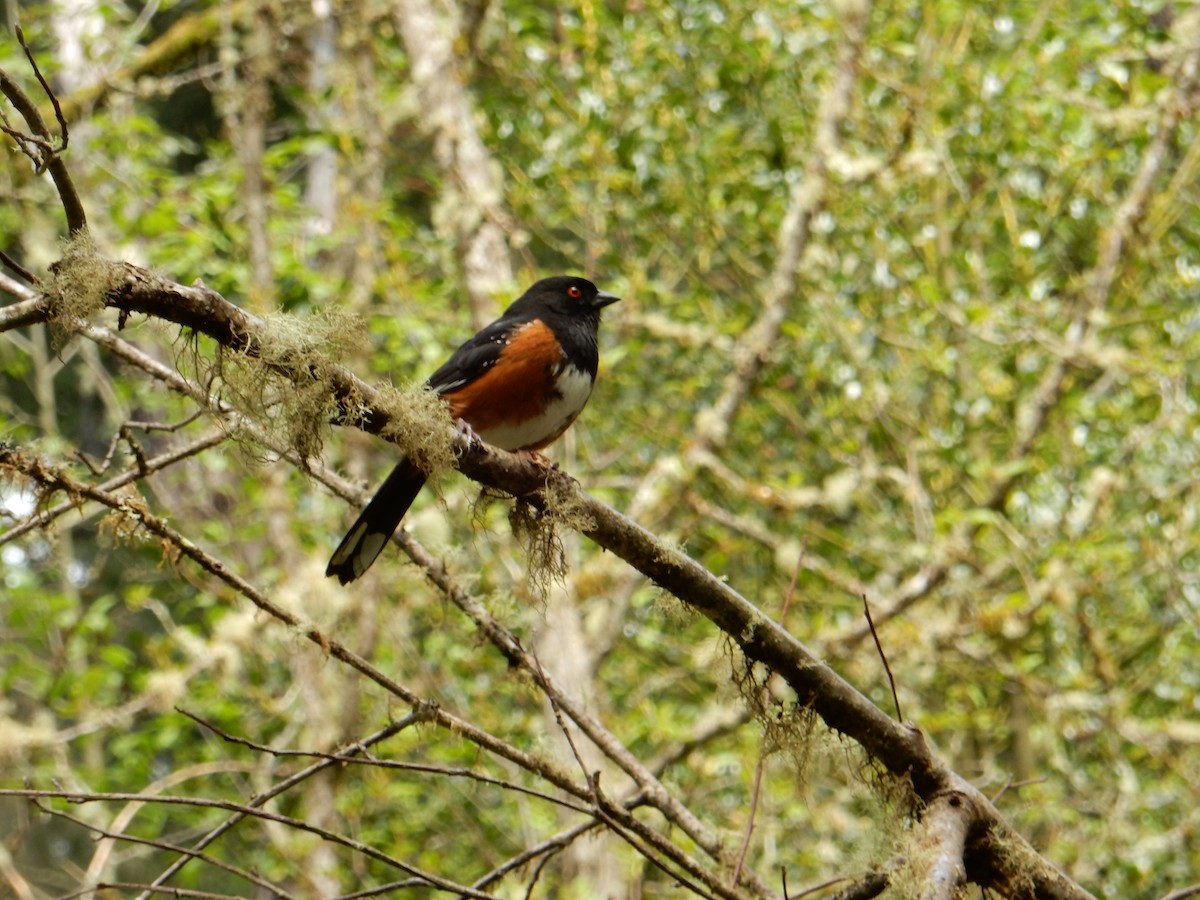 Spotted Towhee - Scott Freeman