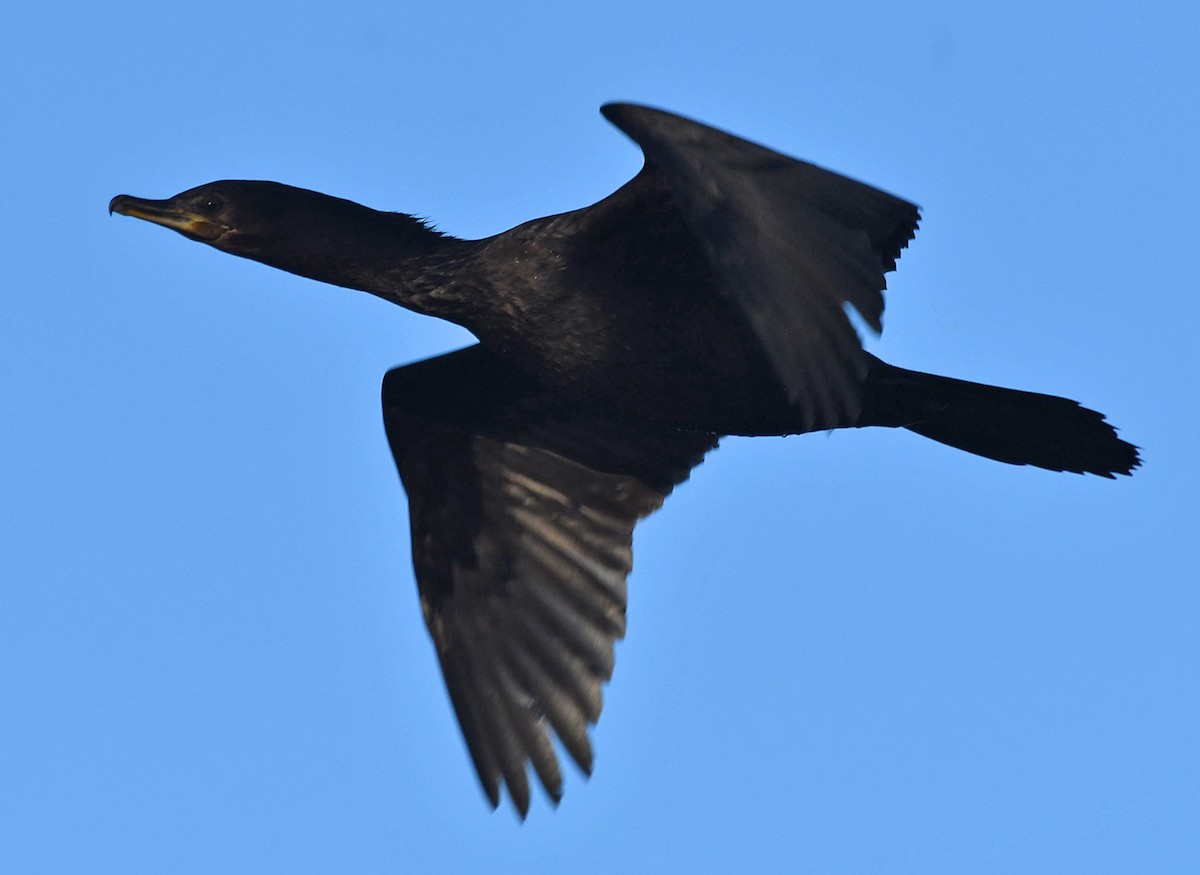 Neotropic Cormorant - ML617677890