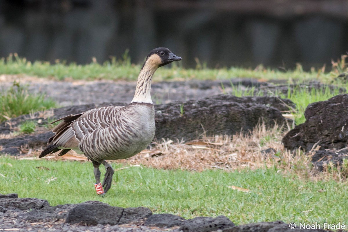 Hawaiian Goose - ML61767791