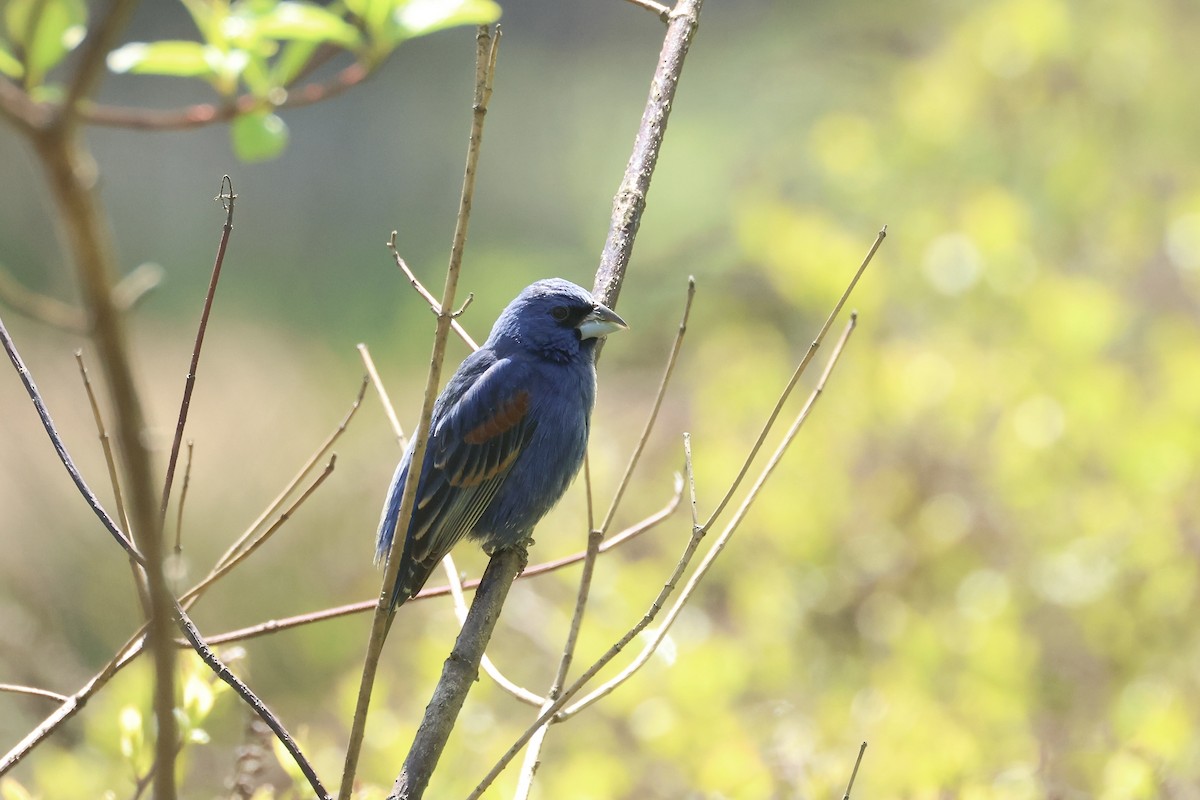 Blue Grosbeak - ML617677964