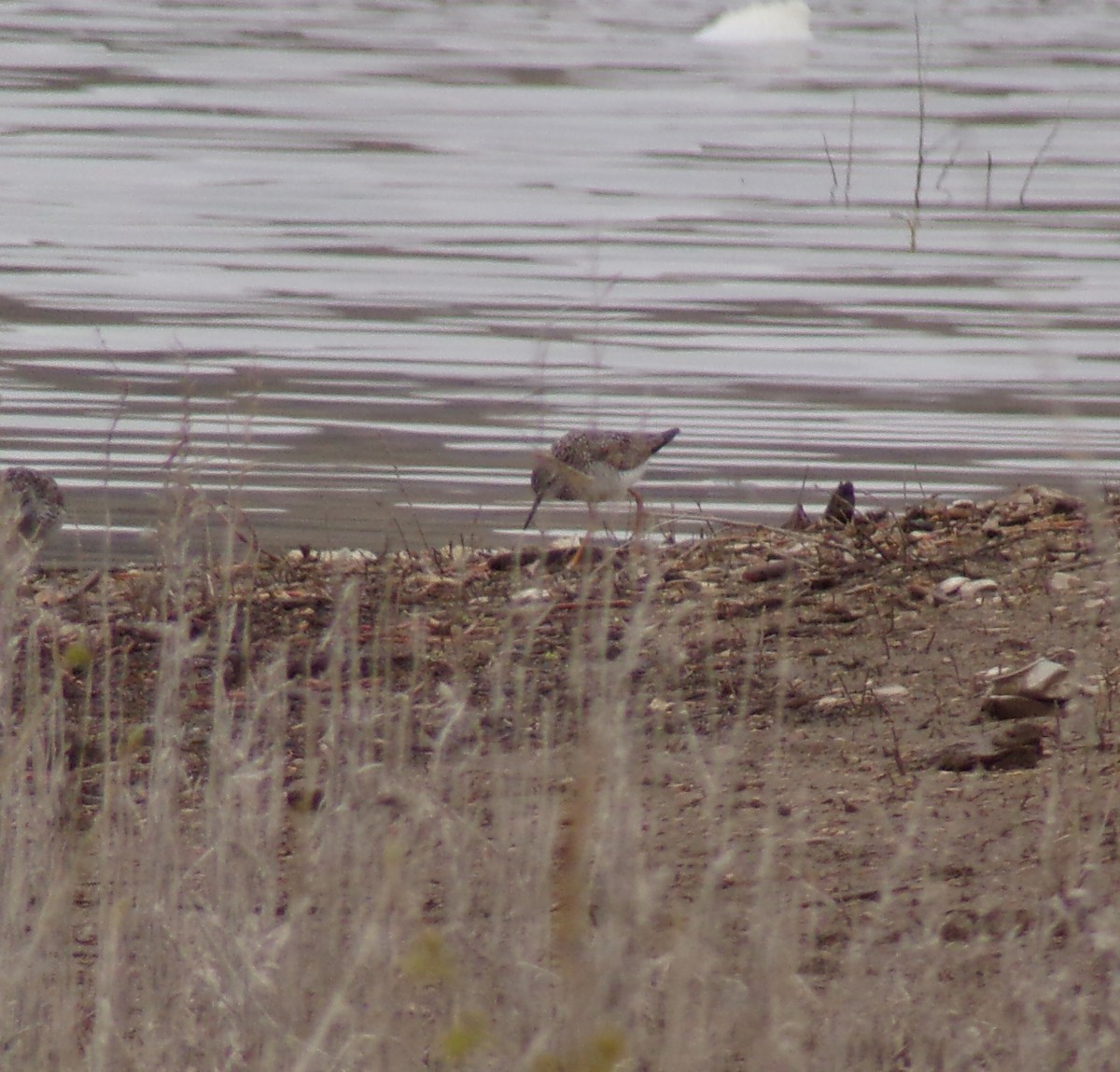 Greater Yellowlegs - ML617678006