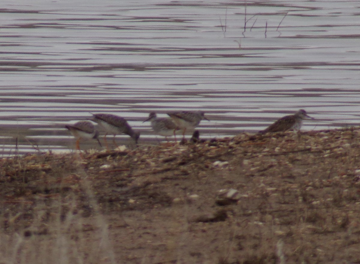 Greater Yellowlegs - ML617678016