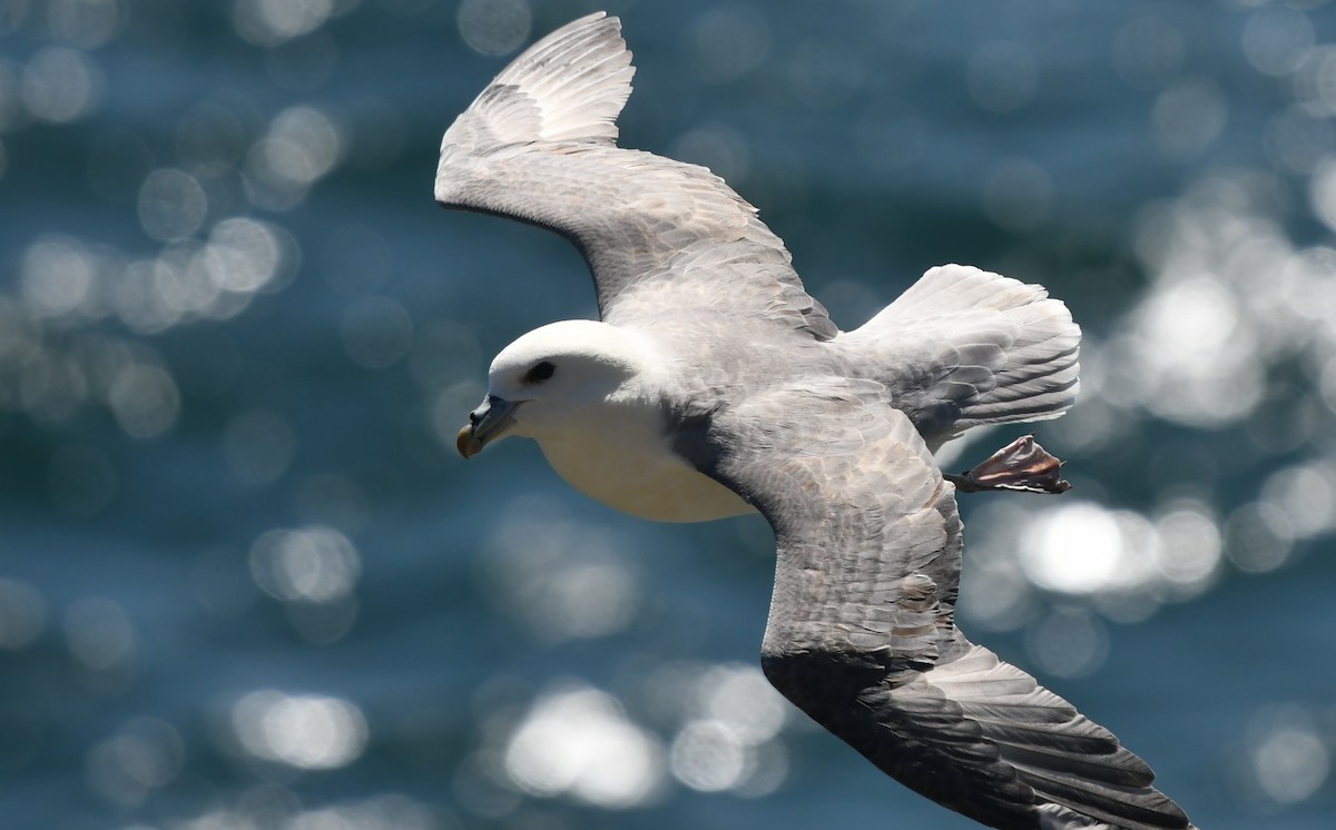 Northern Fulmar - ML617678017