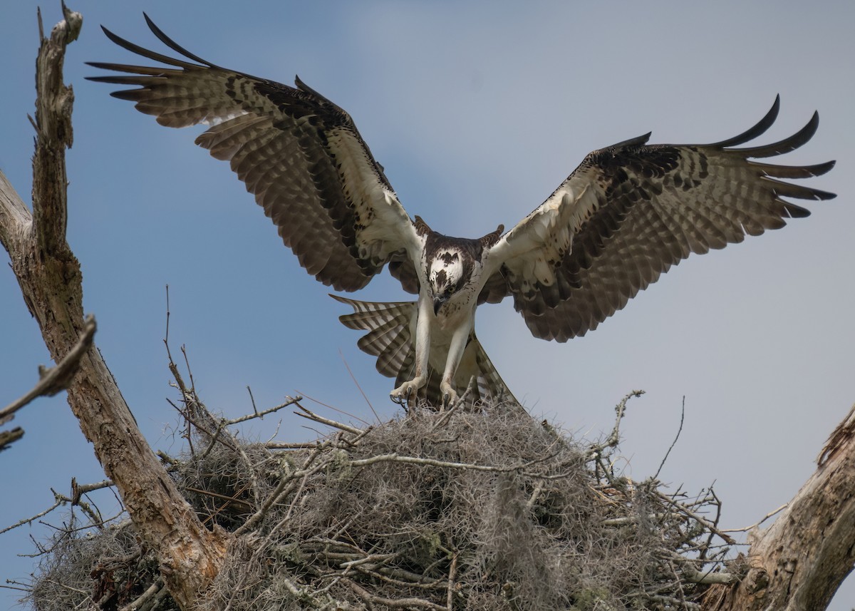 Osprey - ML617678042