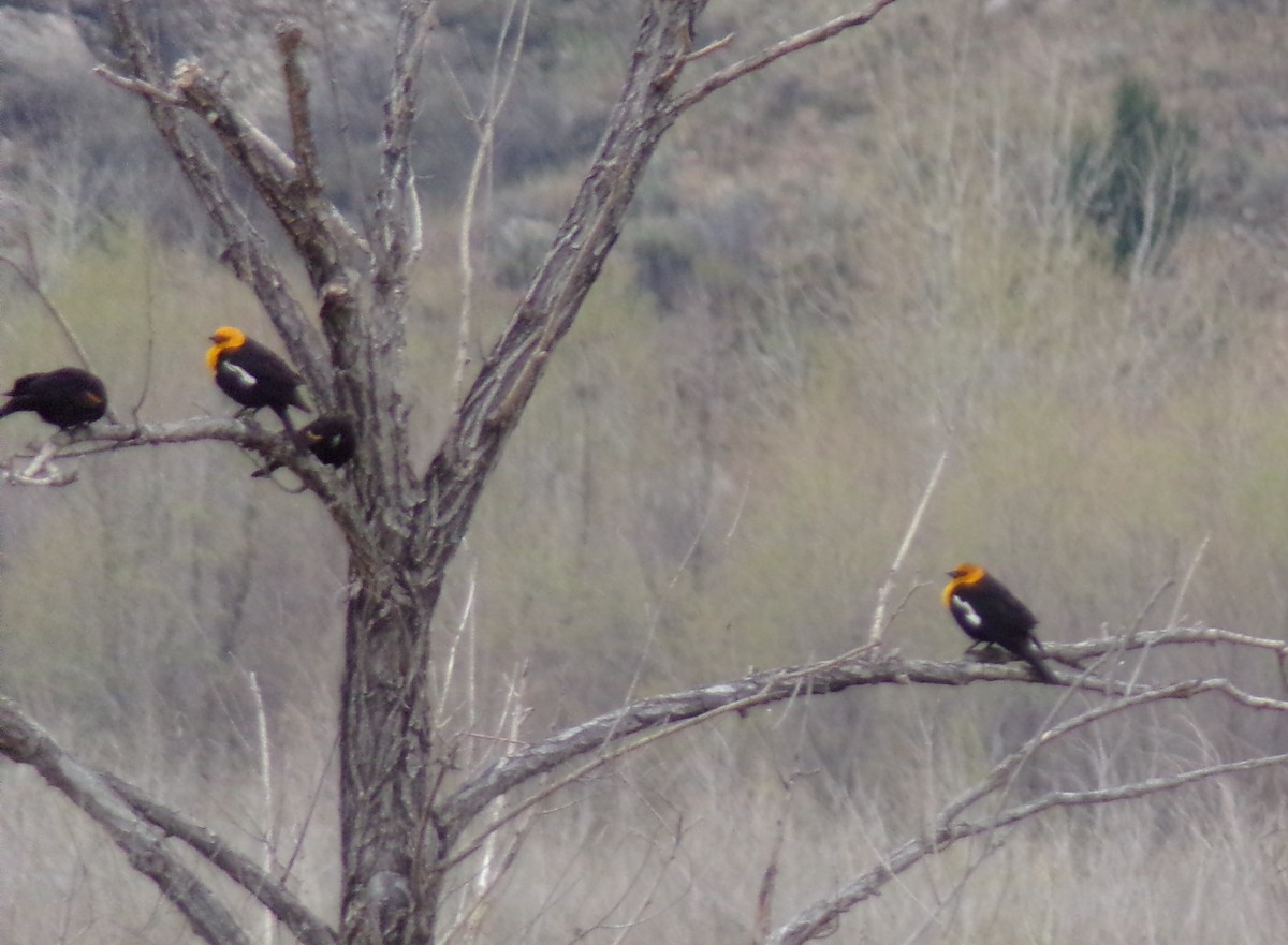 Yellow-headed Blackbird - ML617678060