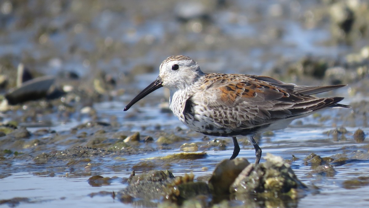 Dunlin - ML617678087