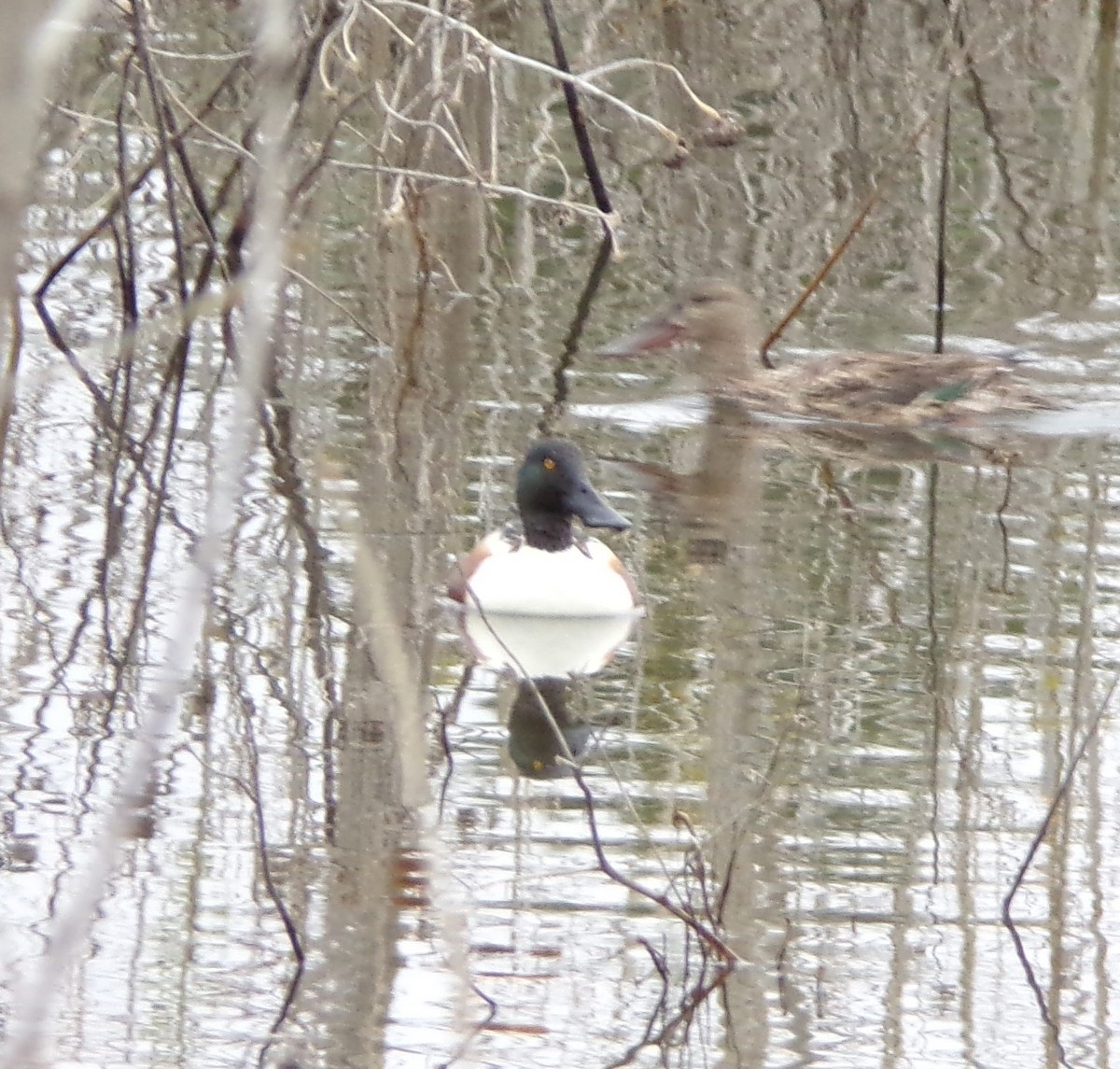 Northern Shoveler - ML617678093