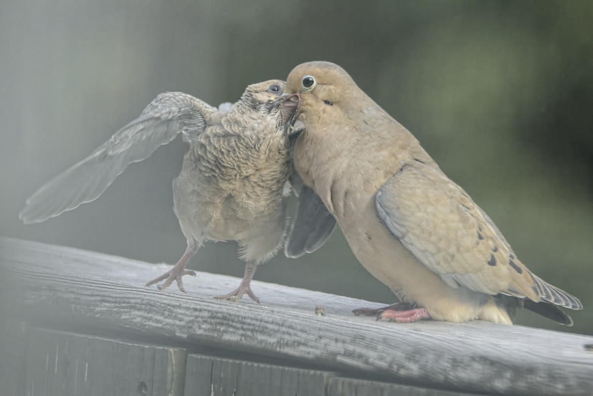 Mourning Dove - ML617678102