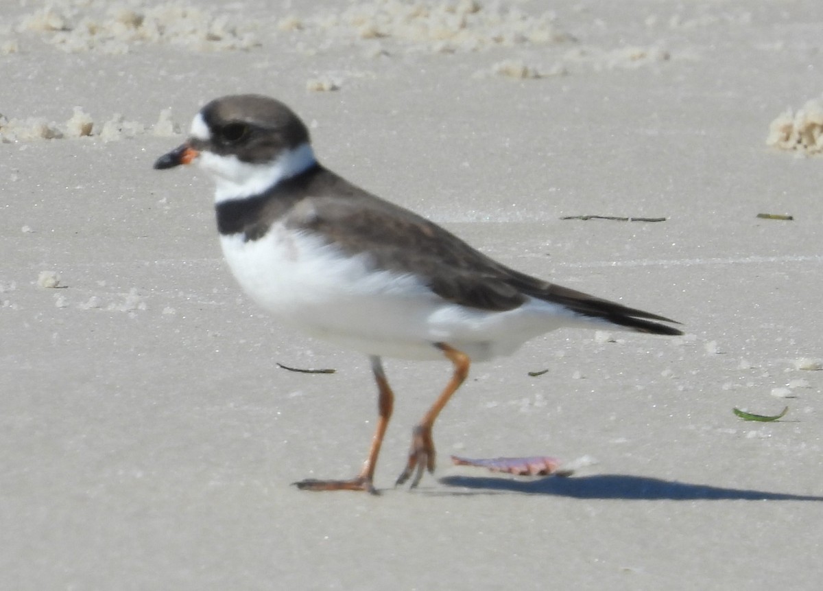 Semipalmated Plover - ML617678104
