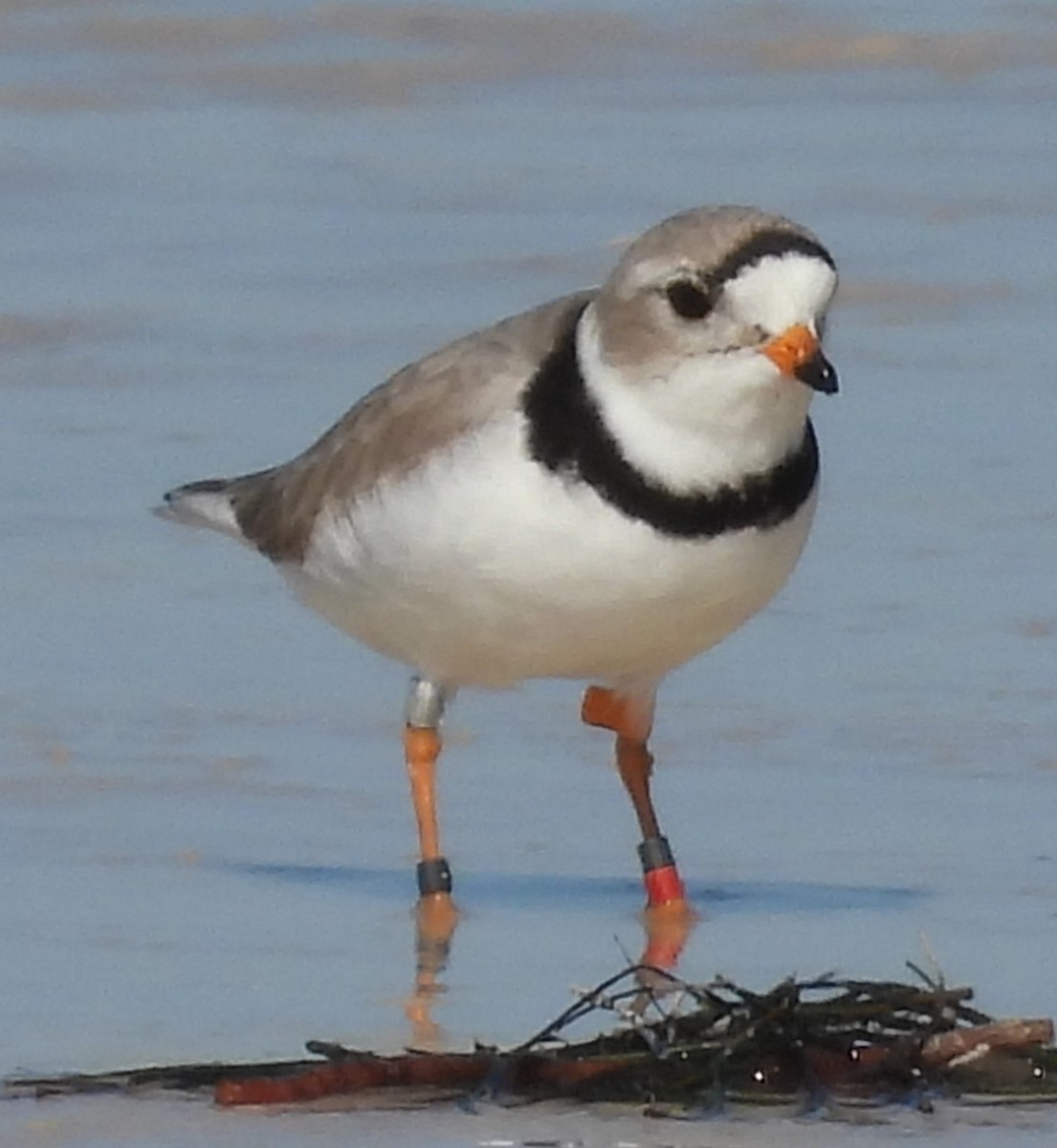 Piping Plover - ML617678107