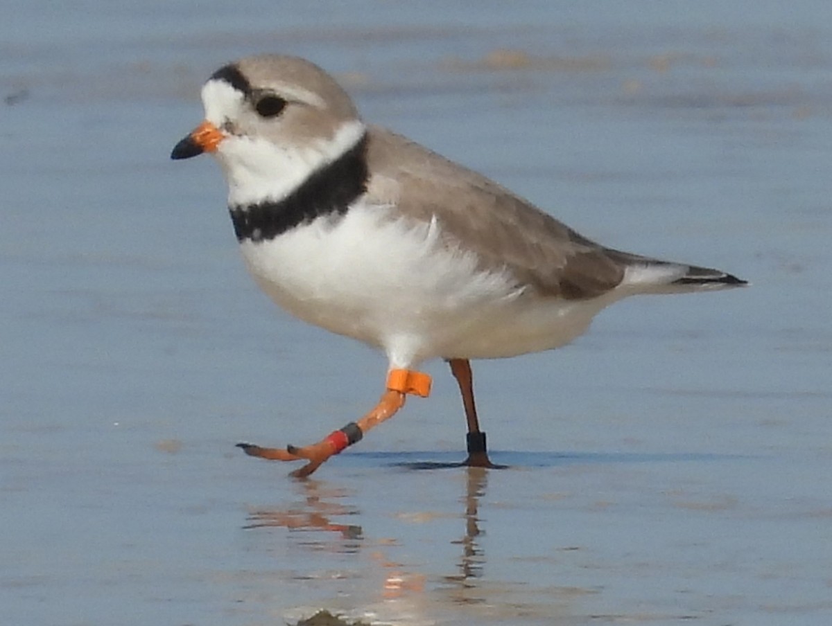 Piping Plover - ML617678110