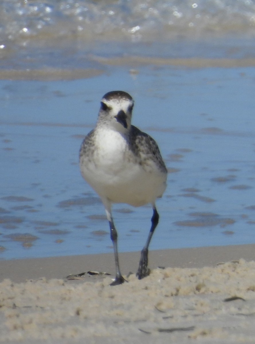 Black-bellied Plover - ML617678117