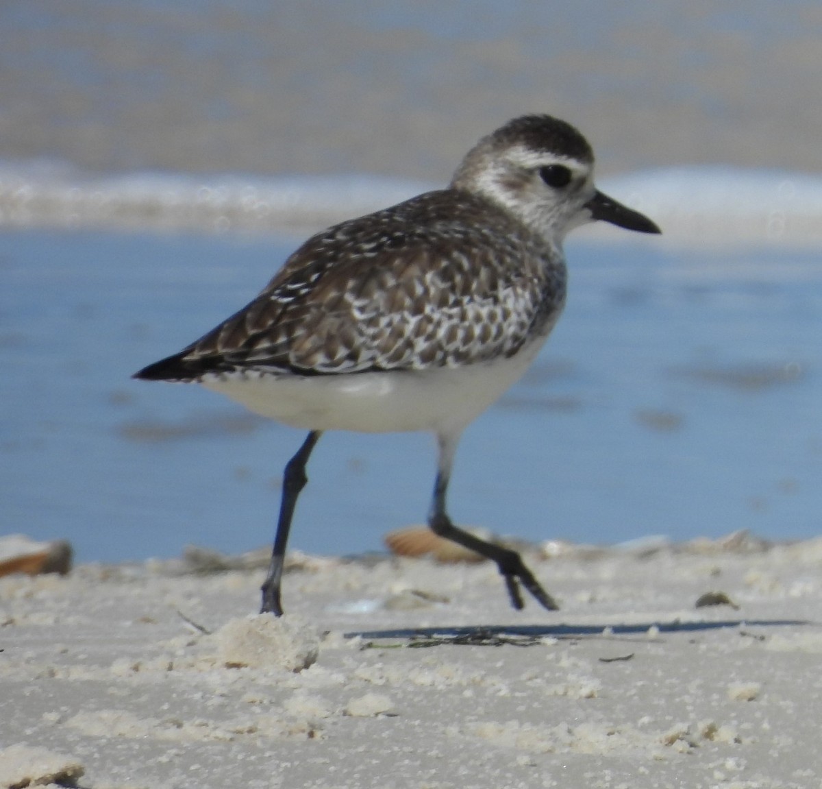 Black-bellied Plover - ML617678125