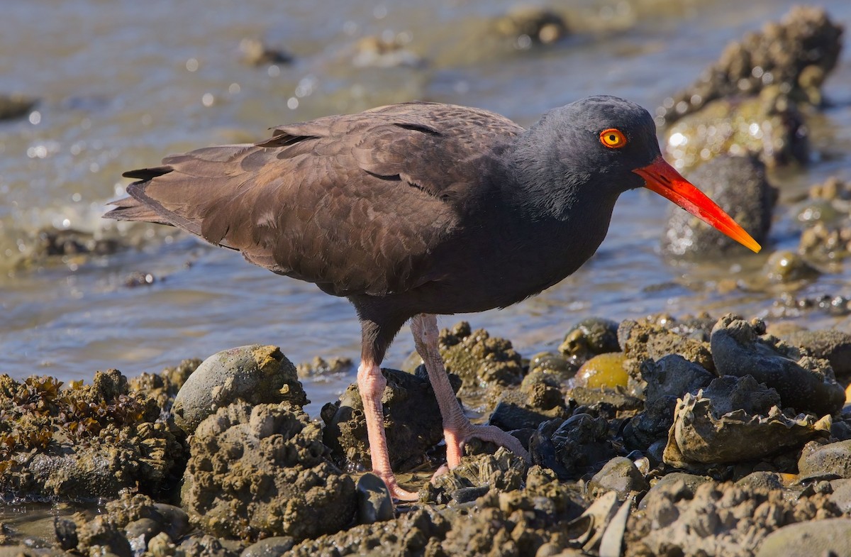 Black Oystercatcher - ML617678126