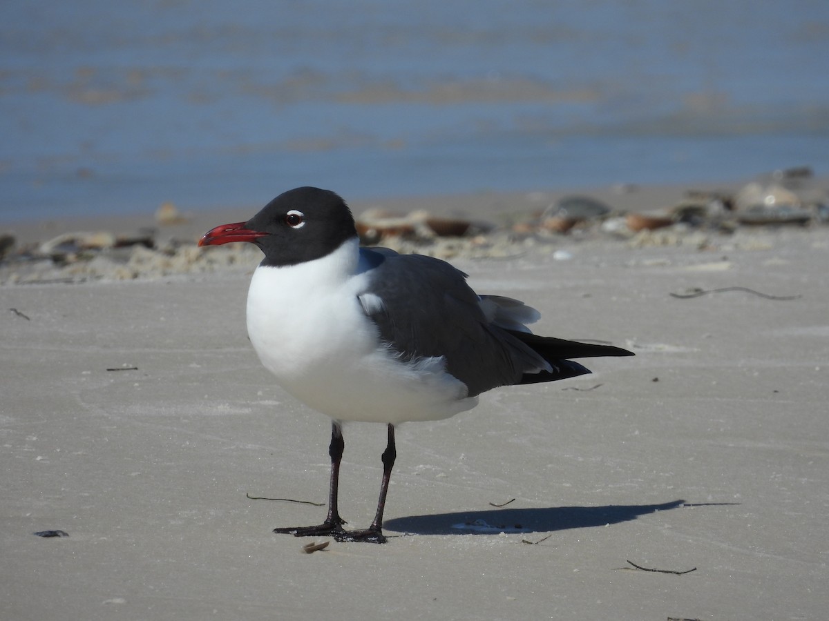 Gaviota Guanaguanare - ML617678148