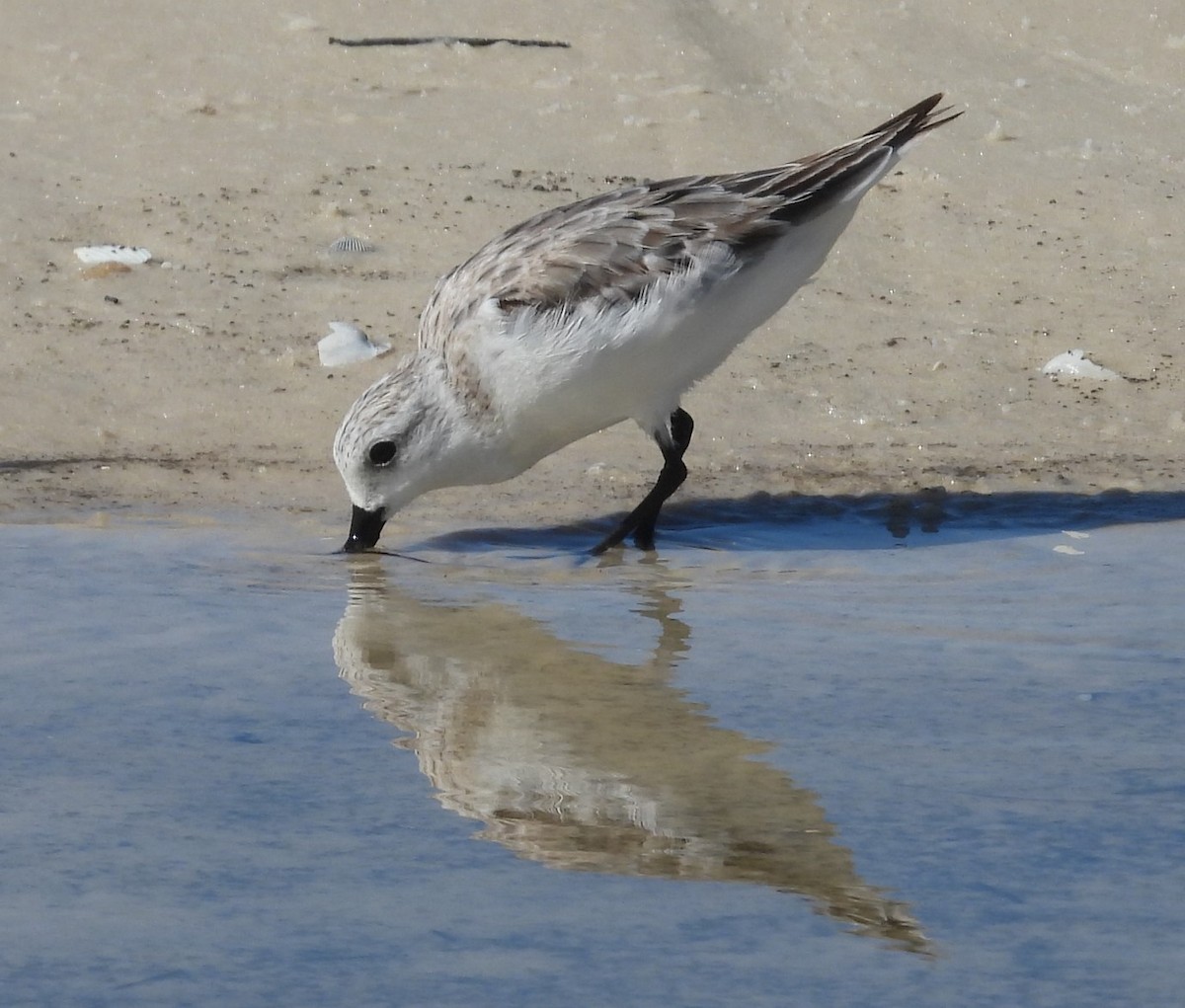 Sanderling - Debbie Segal