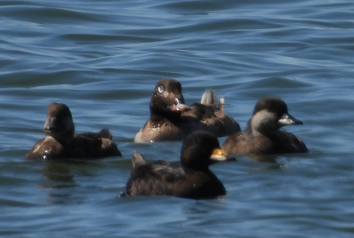 Black Scoter - ML617678172