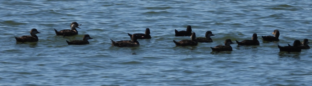 Black Scoter - Debbie Segal