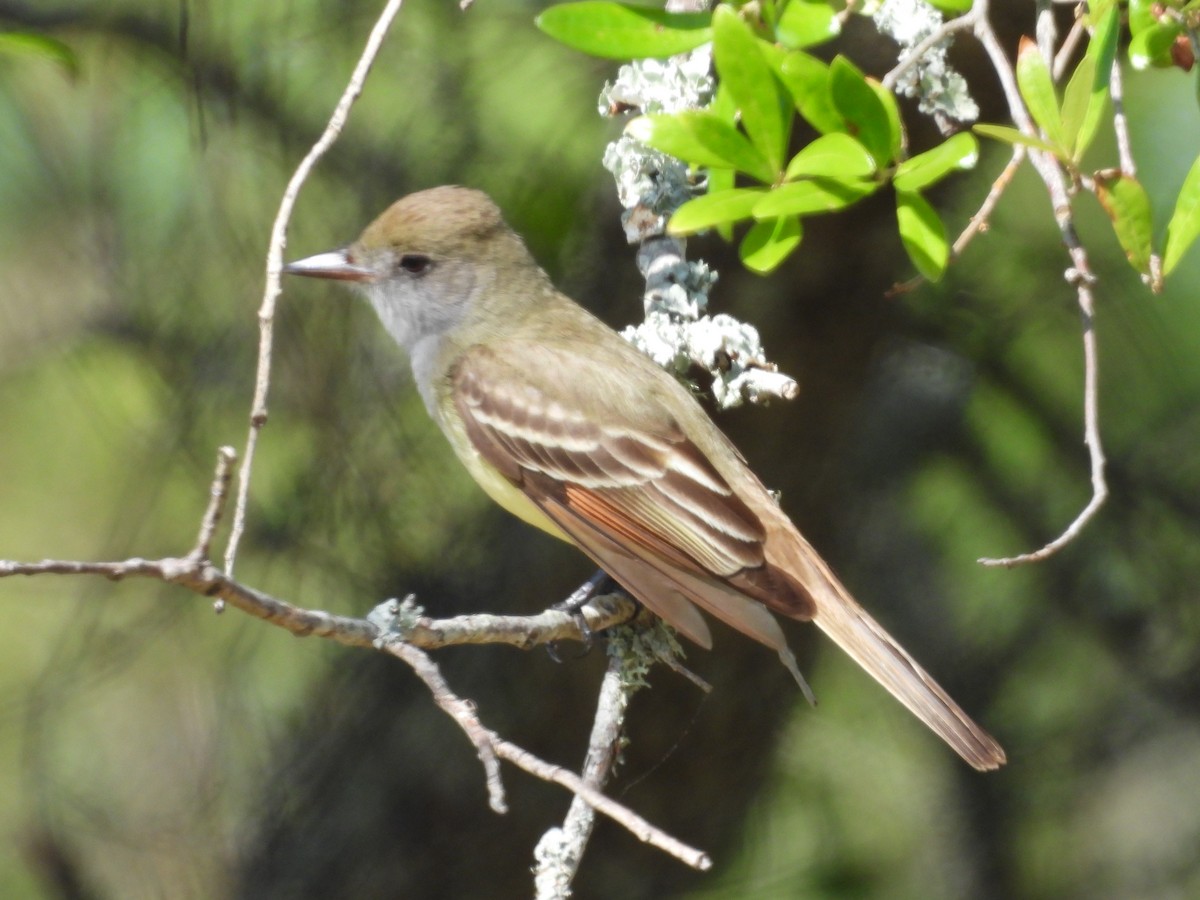 Great Crested Flycatcher - ML617678191