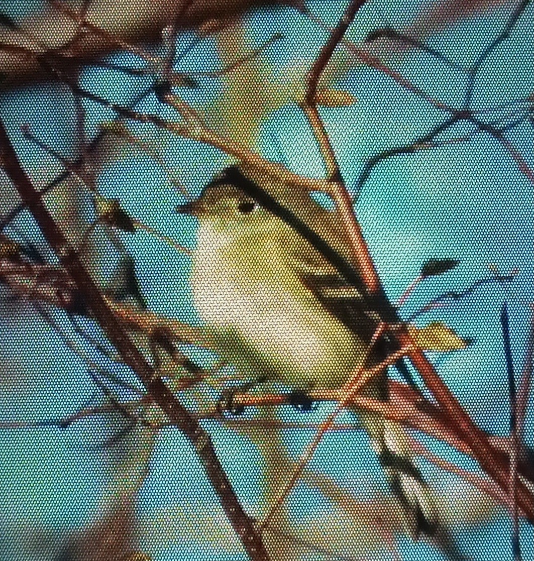 Least Flycatcher - Caden Klamut