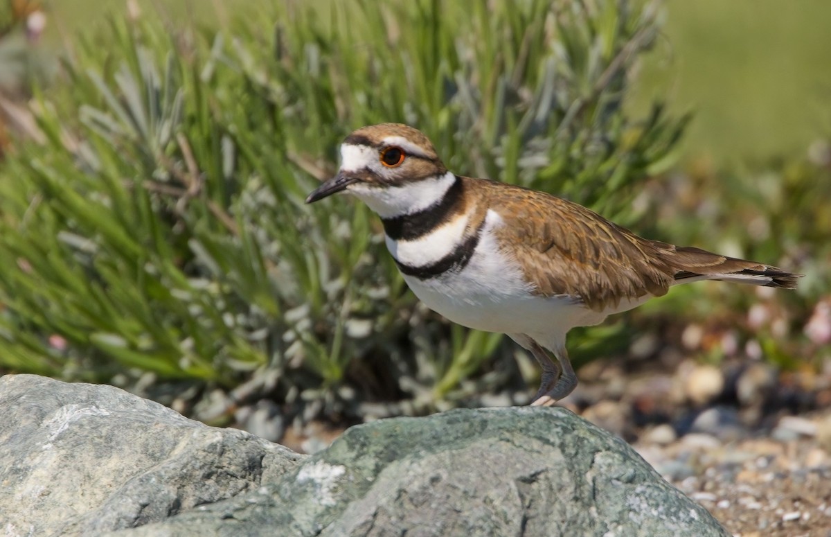 Killdeer - Blair Bernson