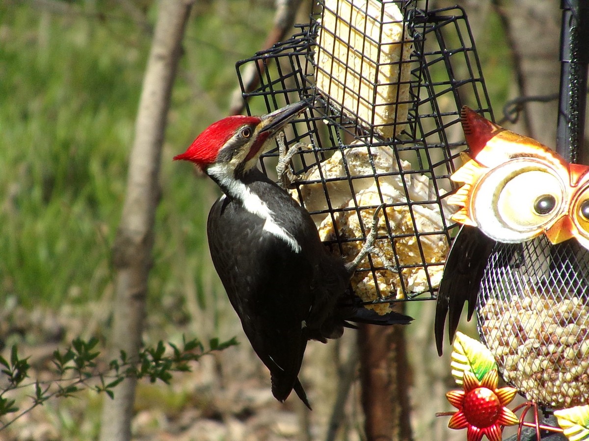Pileated Woodpecker - ML617678210
