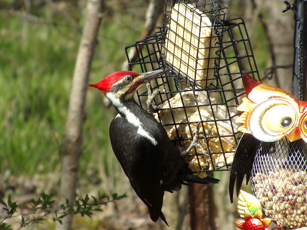 Pileated Woodpecker - ML617678211
