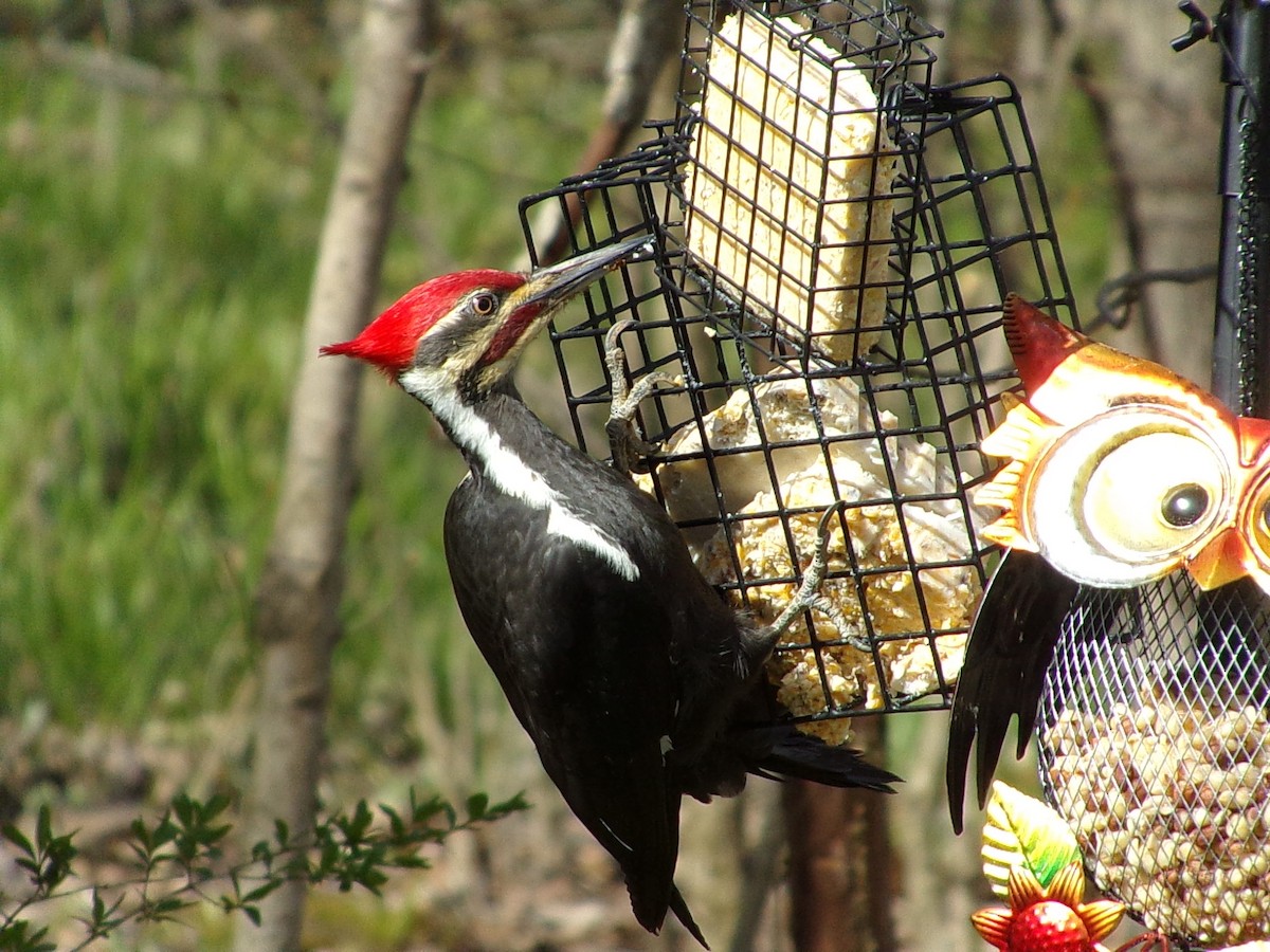 Pileated Woodpecker - ML617678212