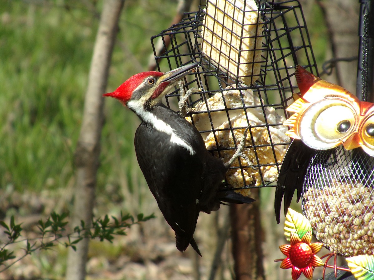 Pileated Woodpecker - ML617678213